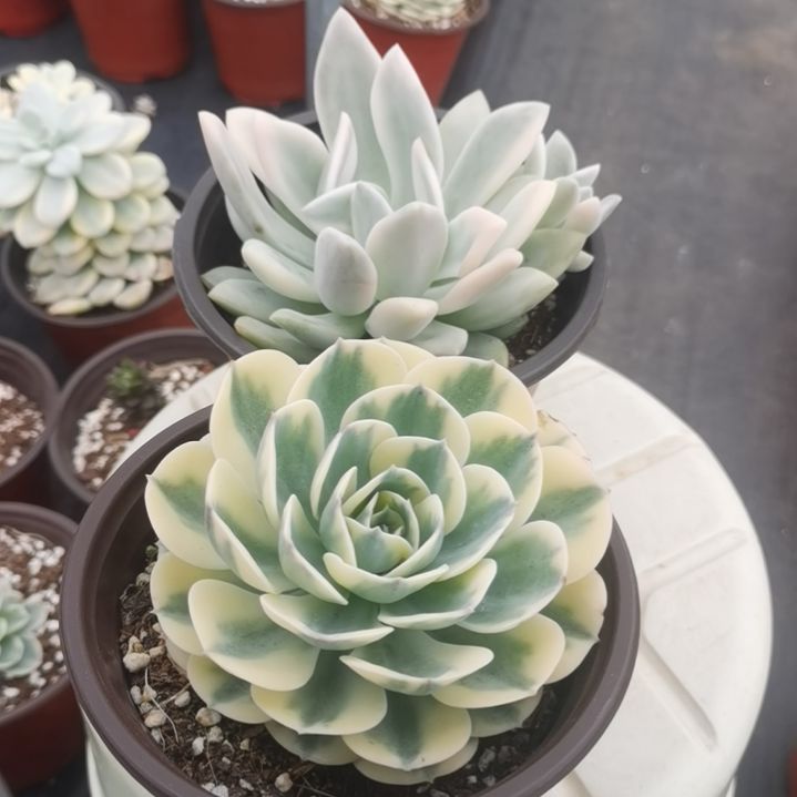 奥普琳娜锦+玉蝶锦