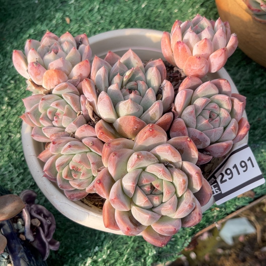 冰山美人多肉植物29191