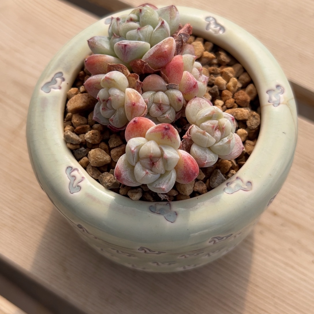 K***KKK冰玉专拍哈哈哈