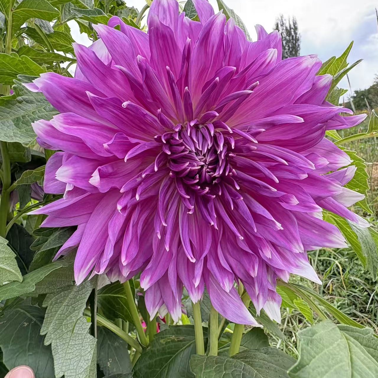 【雪青白尖】甘肃丽源大丽花品种种球