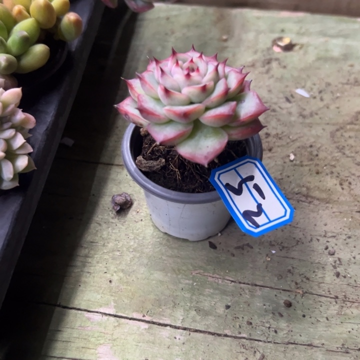 温***阳一物一拍荷花杂多肉52