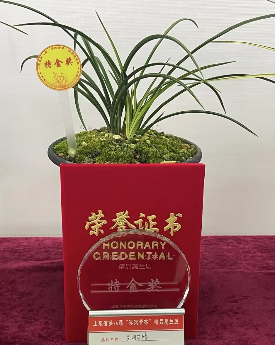 鼎新国兰一物一拍 兰花源头基地批发零售