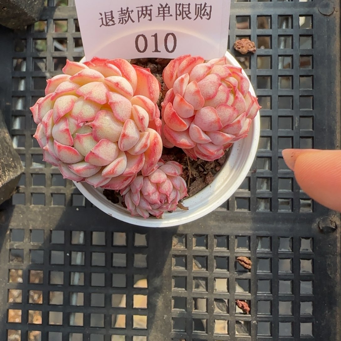 A****g闪购精品多肉10号