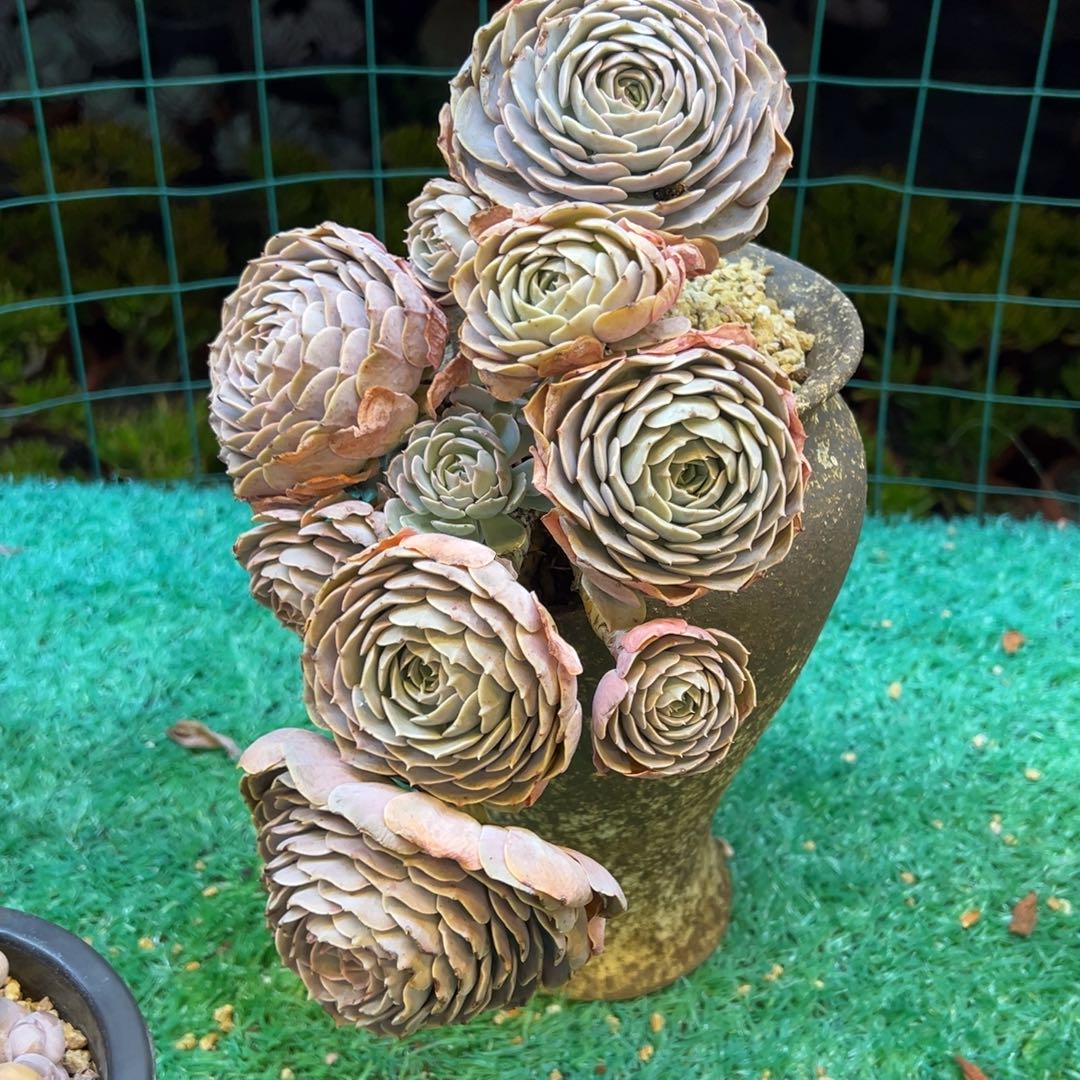 天赐，，，，，，，，，，，，，