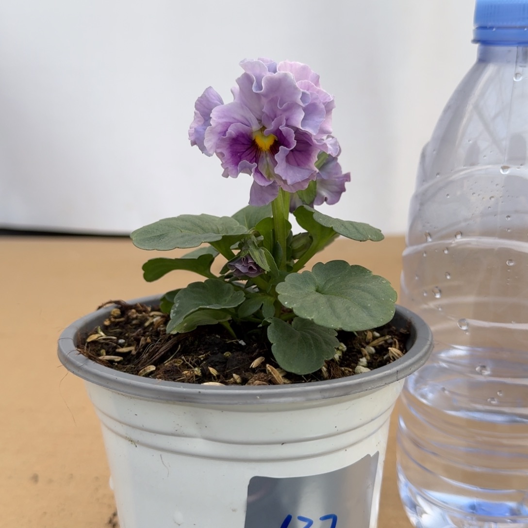 当前无花朵，栽培后可花朵137号