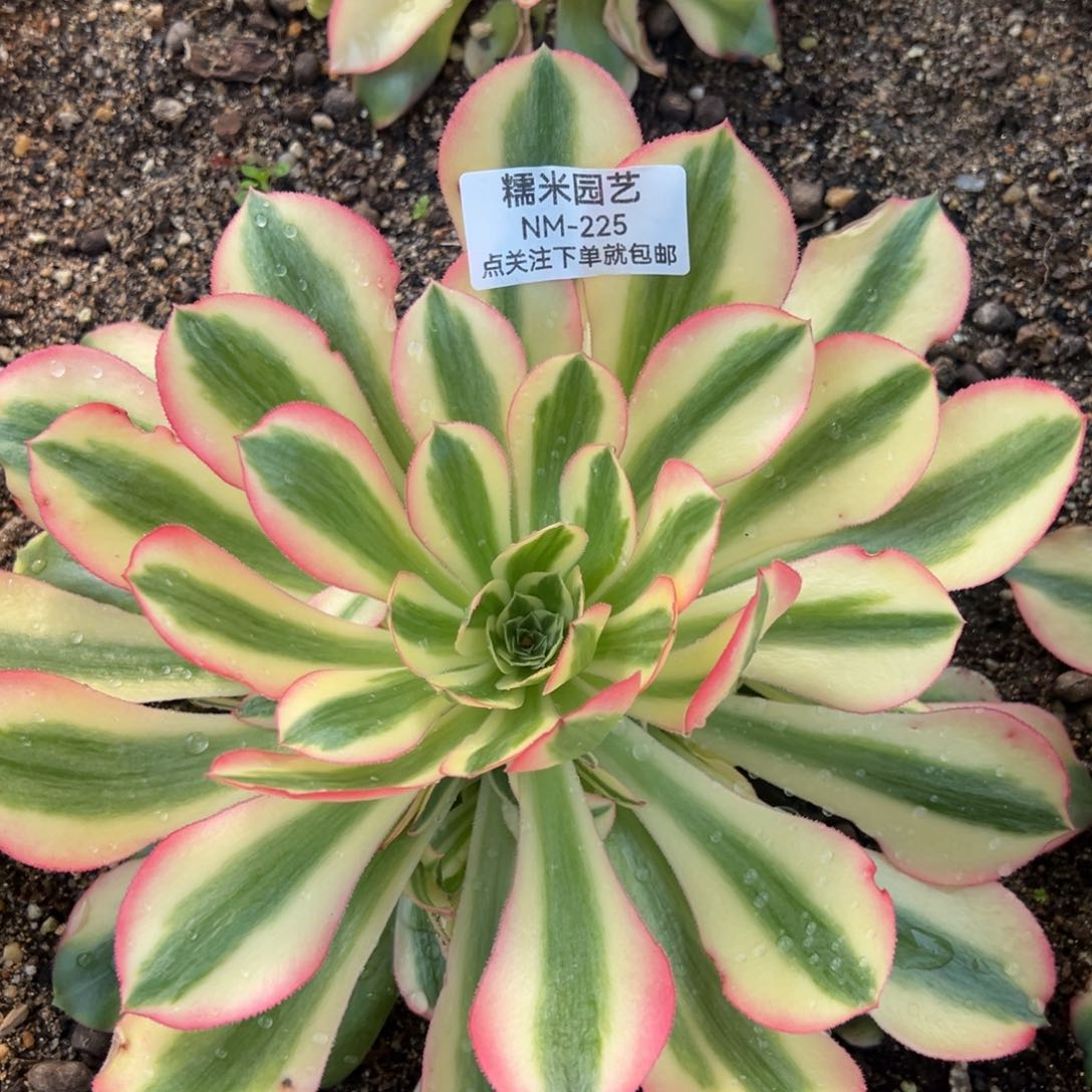 香妃多日植物225