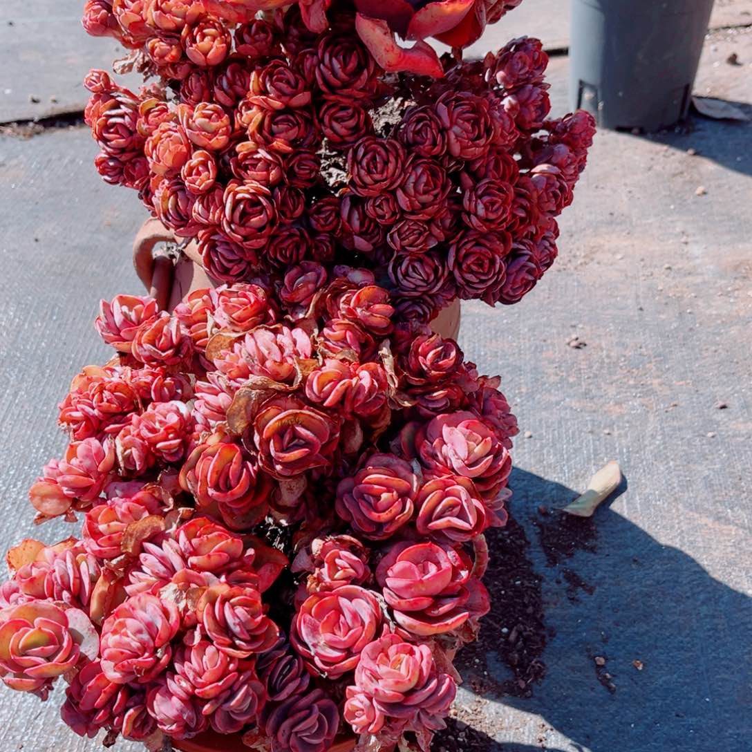 玫瑰秀妍大群的发货