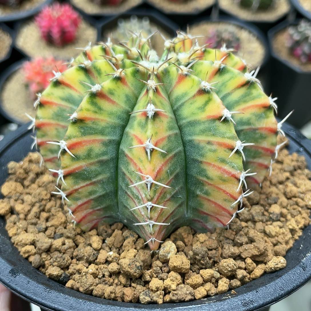 泰系实生，规律虎斑红唇米勒