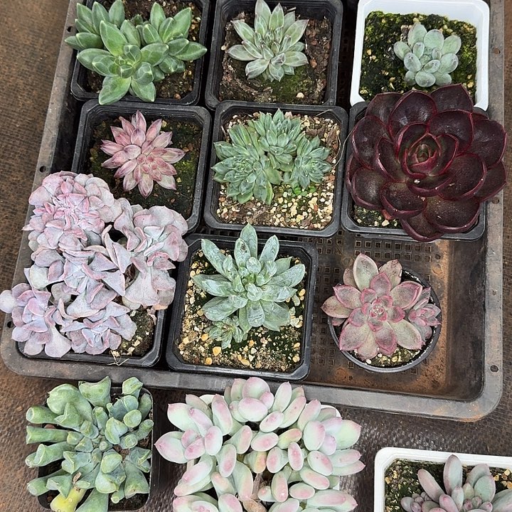 妈***粉羊肉粉多肉植物一框