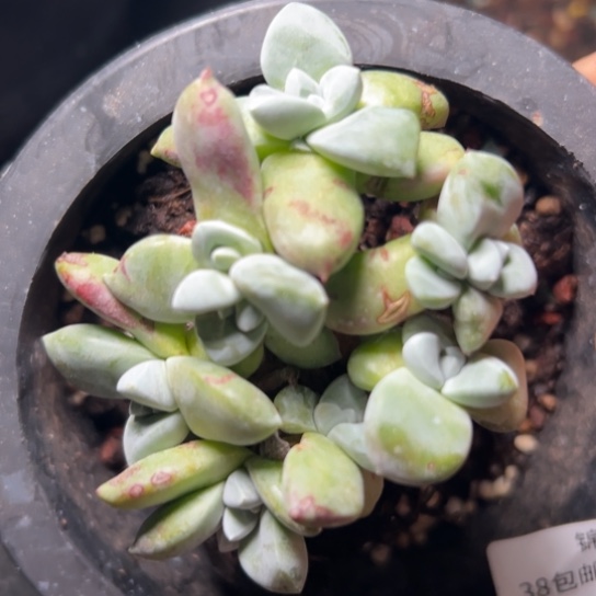 白体苹果叶～可可爱爱073