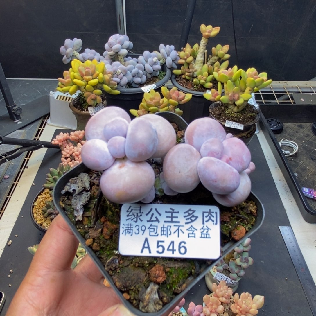 546芭比奶多肉5c m