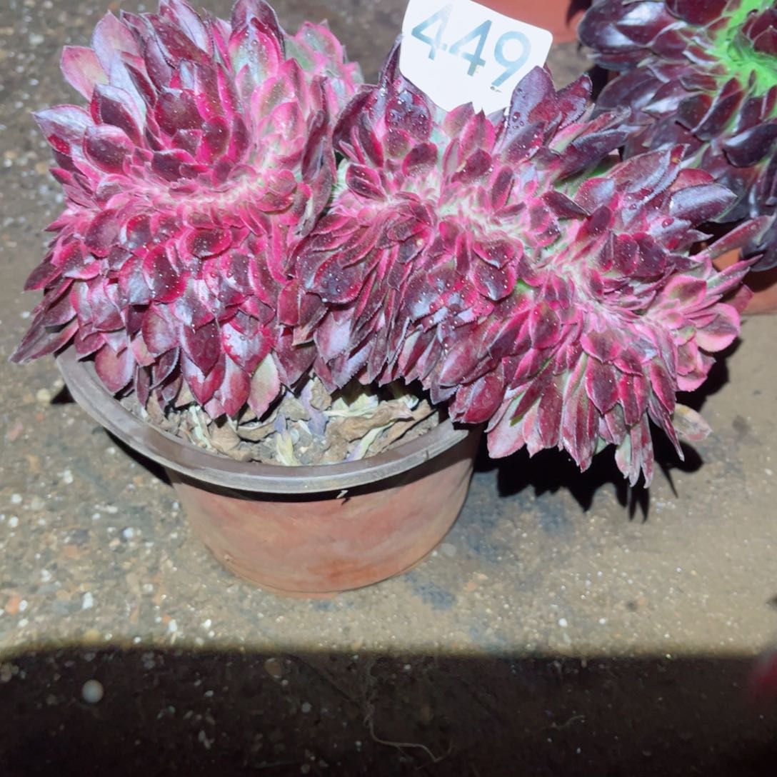 多肉植物449荔枝