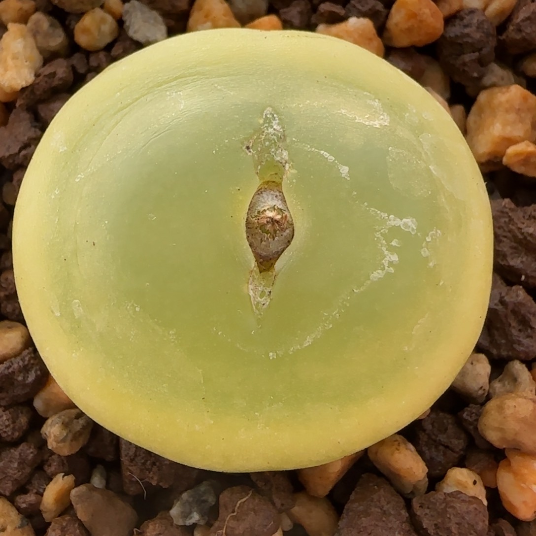 多肉植物大拉登3.4公分8号链接