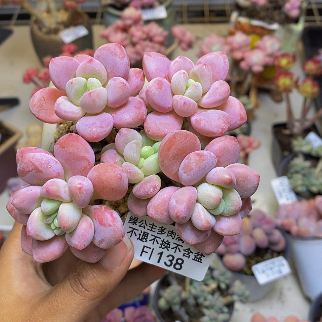 138樱花洛神多肉8c m
