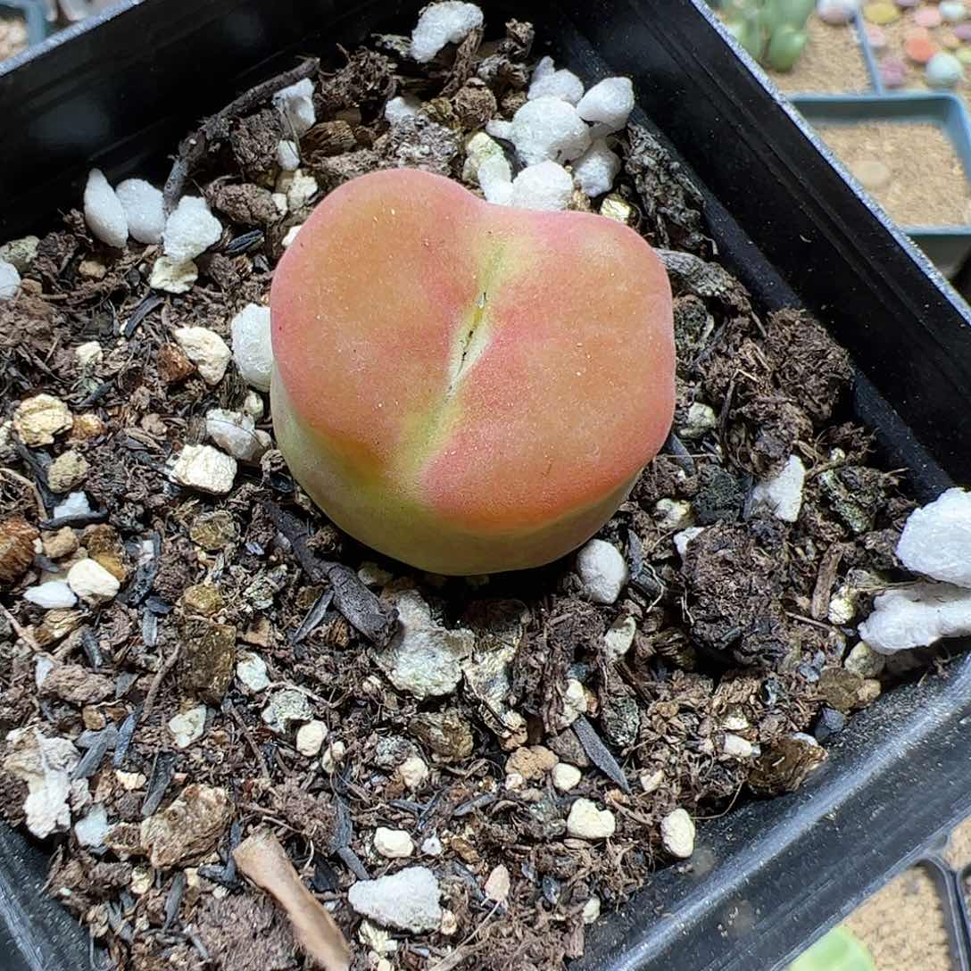 【闪购商品】210  开播福利