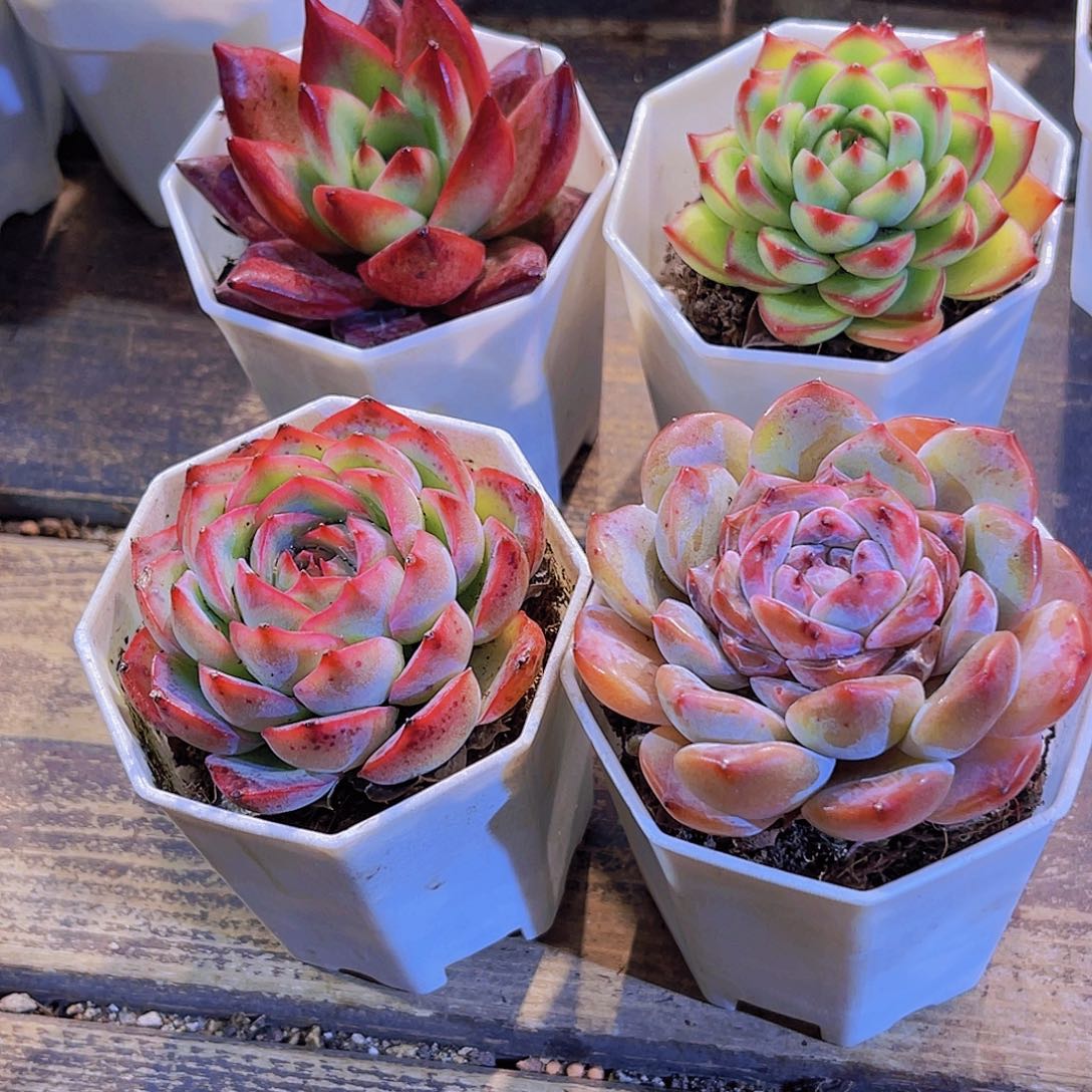 罗卡。月亮石。侧影。唐心
