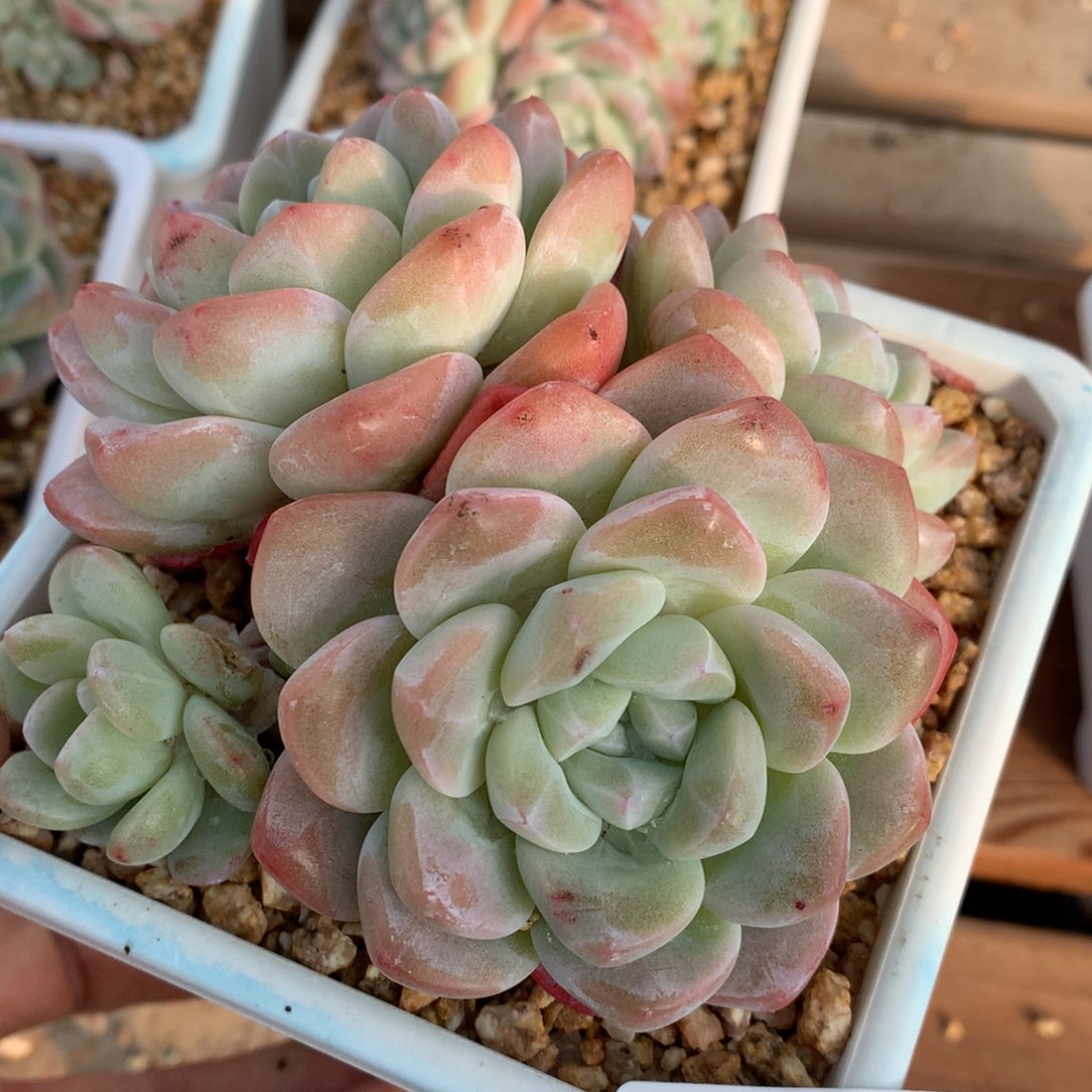 0129-32 冰玉老桩群