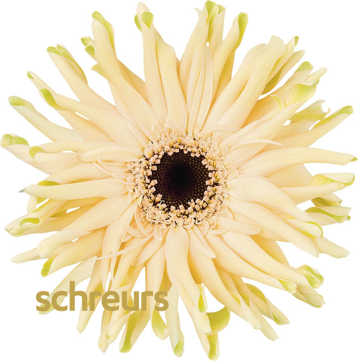 【七礼夫人】瑞典非洲菊 小众稀有品种  云南基地现采直发