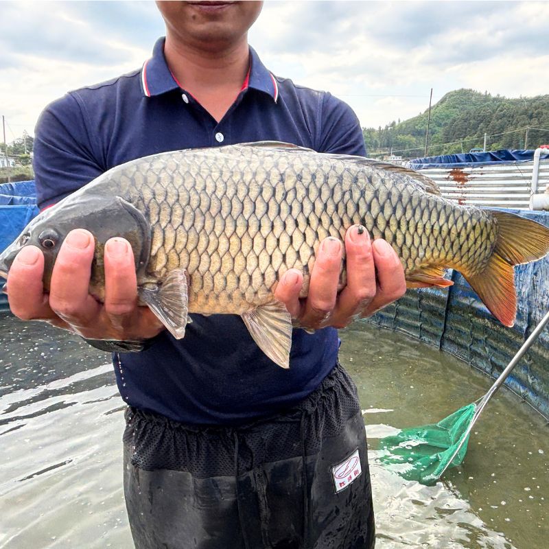 【活体】鲤鱼红尾鲤鱼田鱼（4-12厘米）观赏鱼淡水鱼冷水鱼
