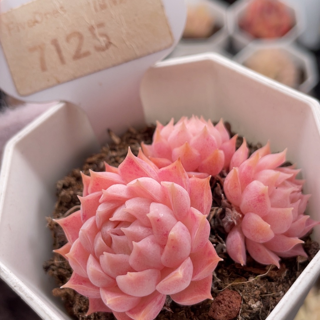 朱砂痣7125-5.0厘米