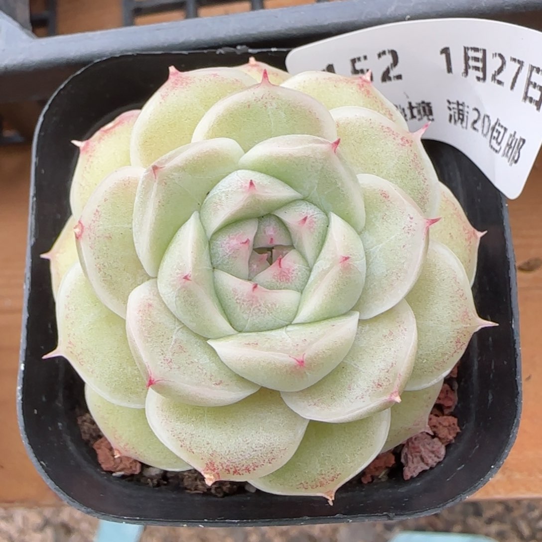 花语逸镜0127-152