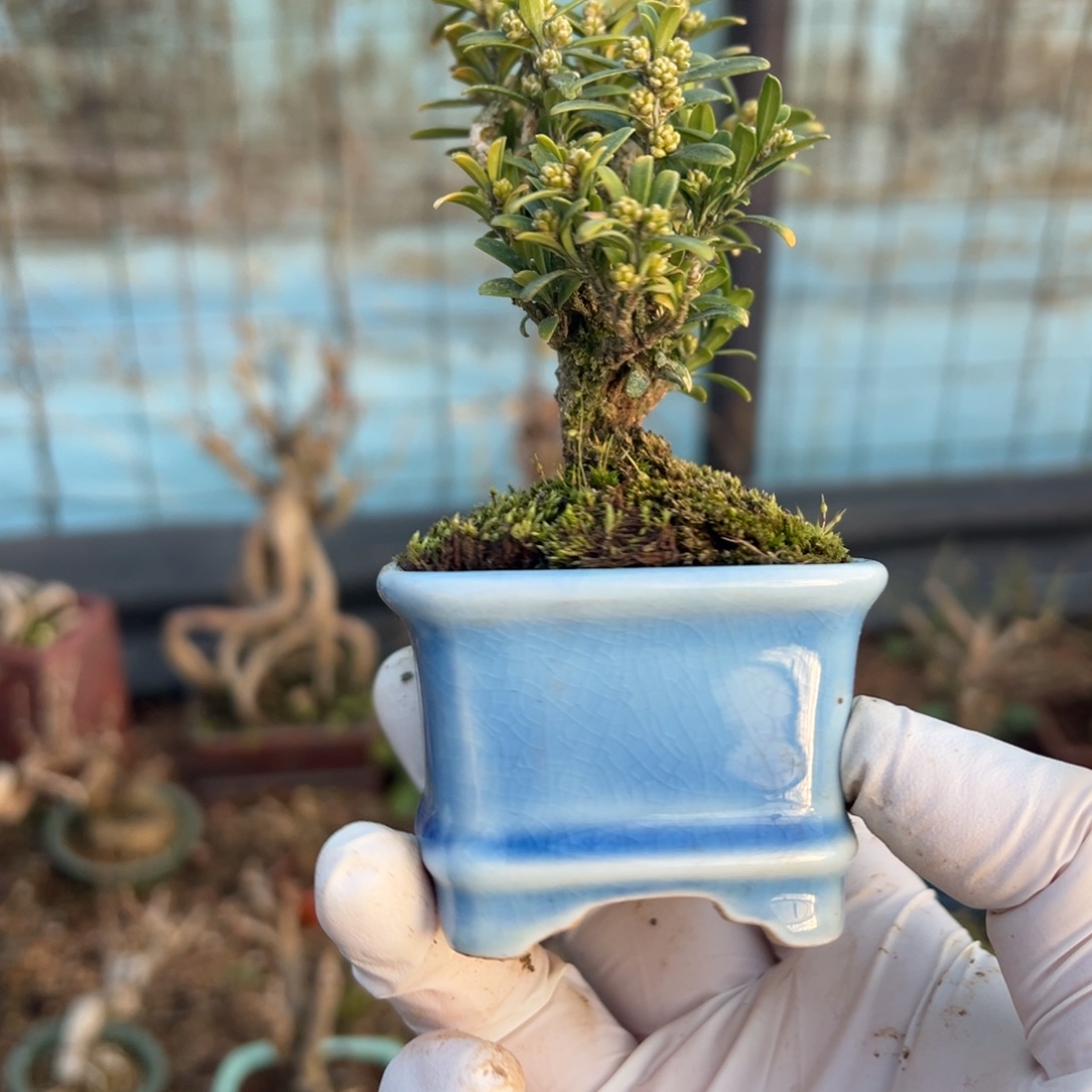 无花朵111111111111111