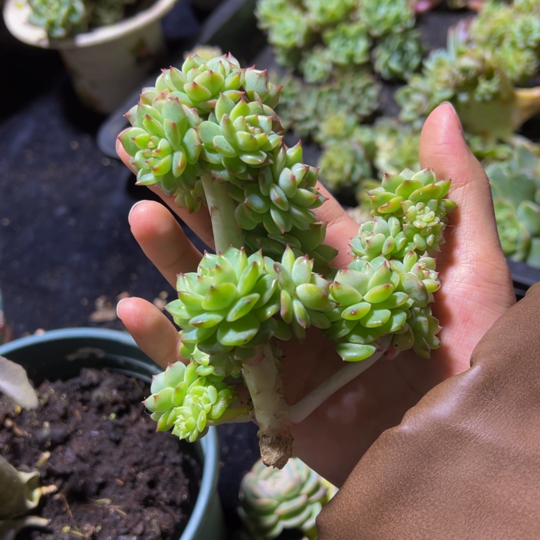 奇***论樱桃珍妮天天开心