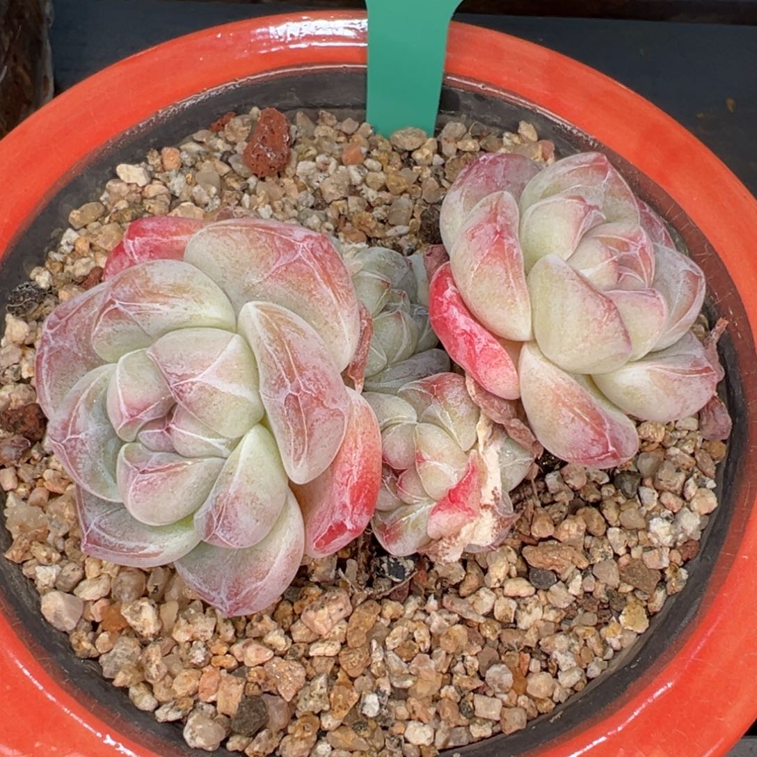 从前慢多肉精选编号0206.78