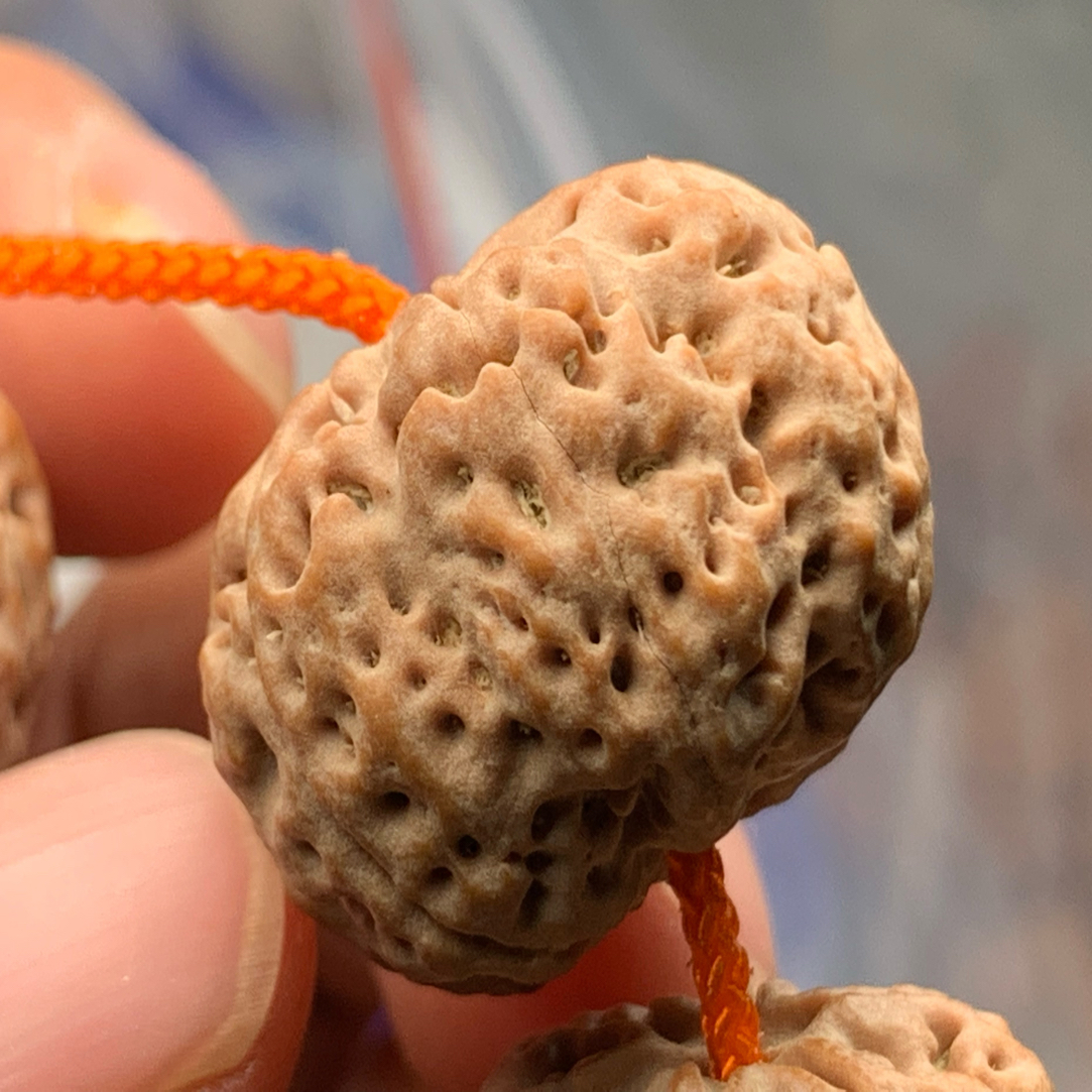 《奉天出品》星空六瓣，梁顶级籽，大金刚菩提