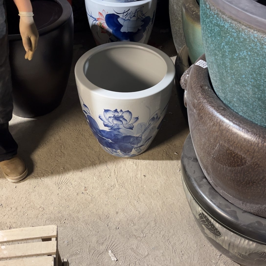 瓷片兰荷花43高度43.88888