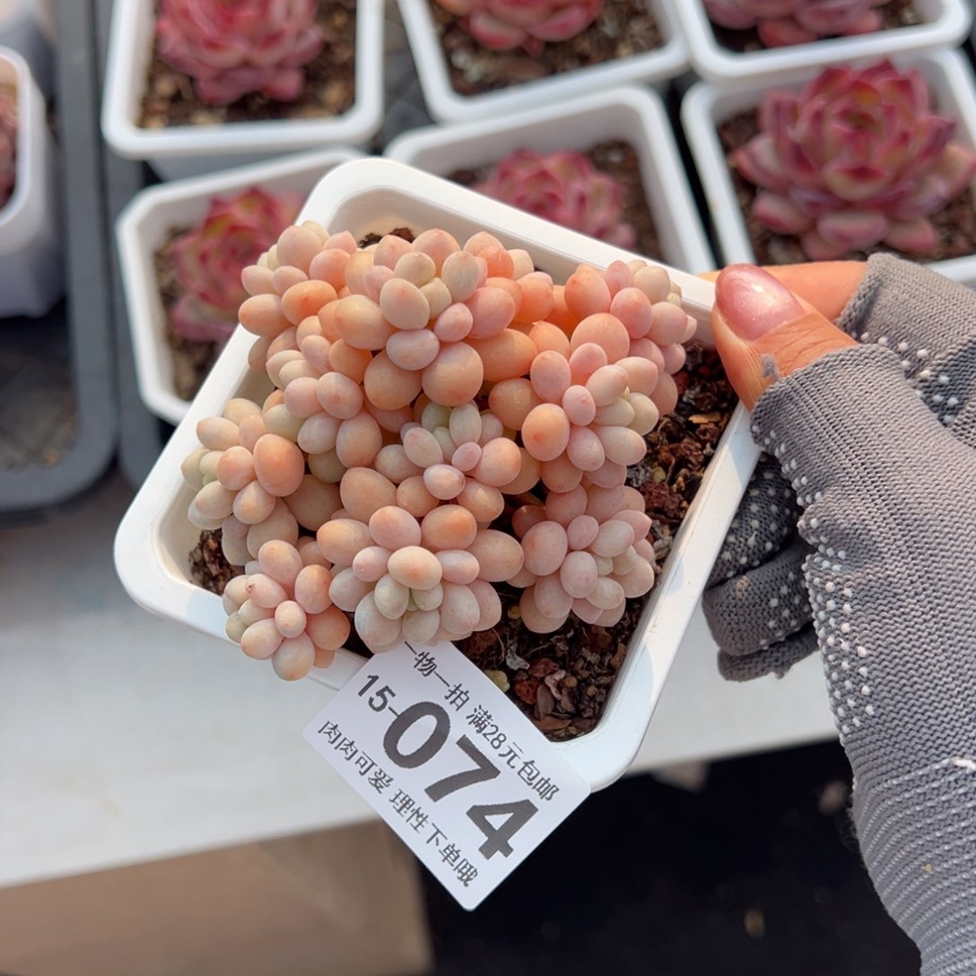 洛可可多肉多肉多肉多肉