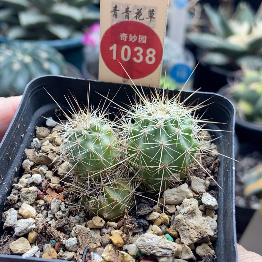 实生有斑幻虾群一颗仙人球