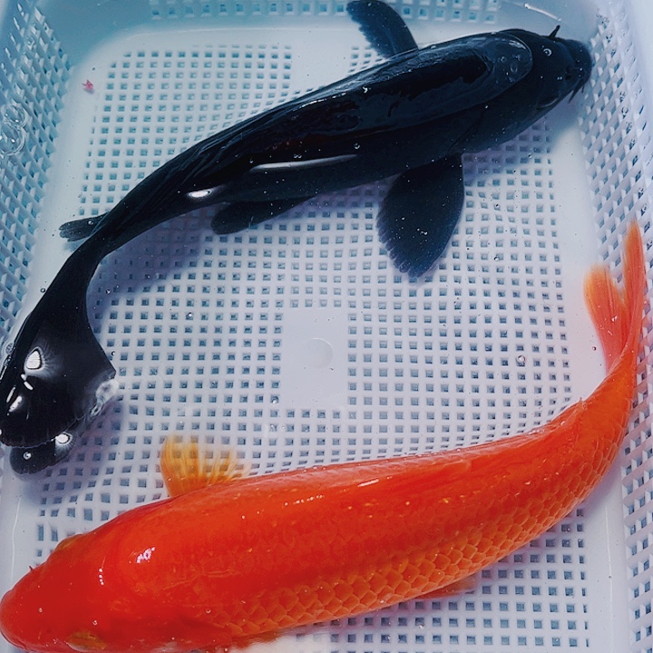 海水鱼锦鲤观赏鱼