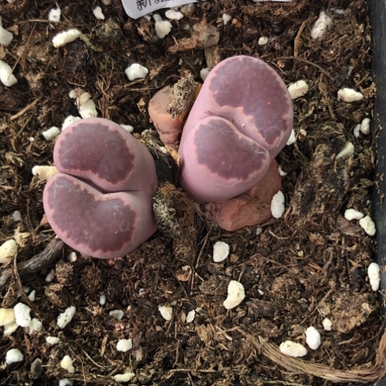 8167，双头大窗紫李