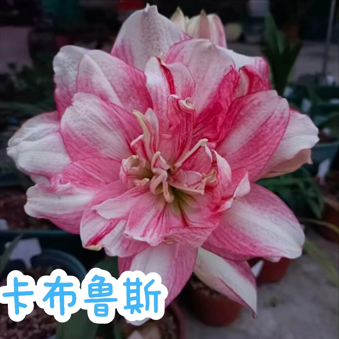 【卡布鲁斯】朱顶红秘鲁荷兰重瓣种球大花浓香室内盆栽四季开花植物
