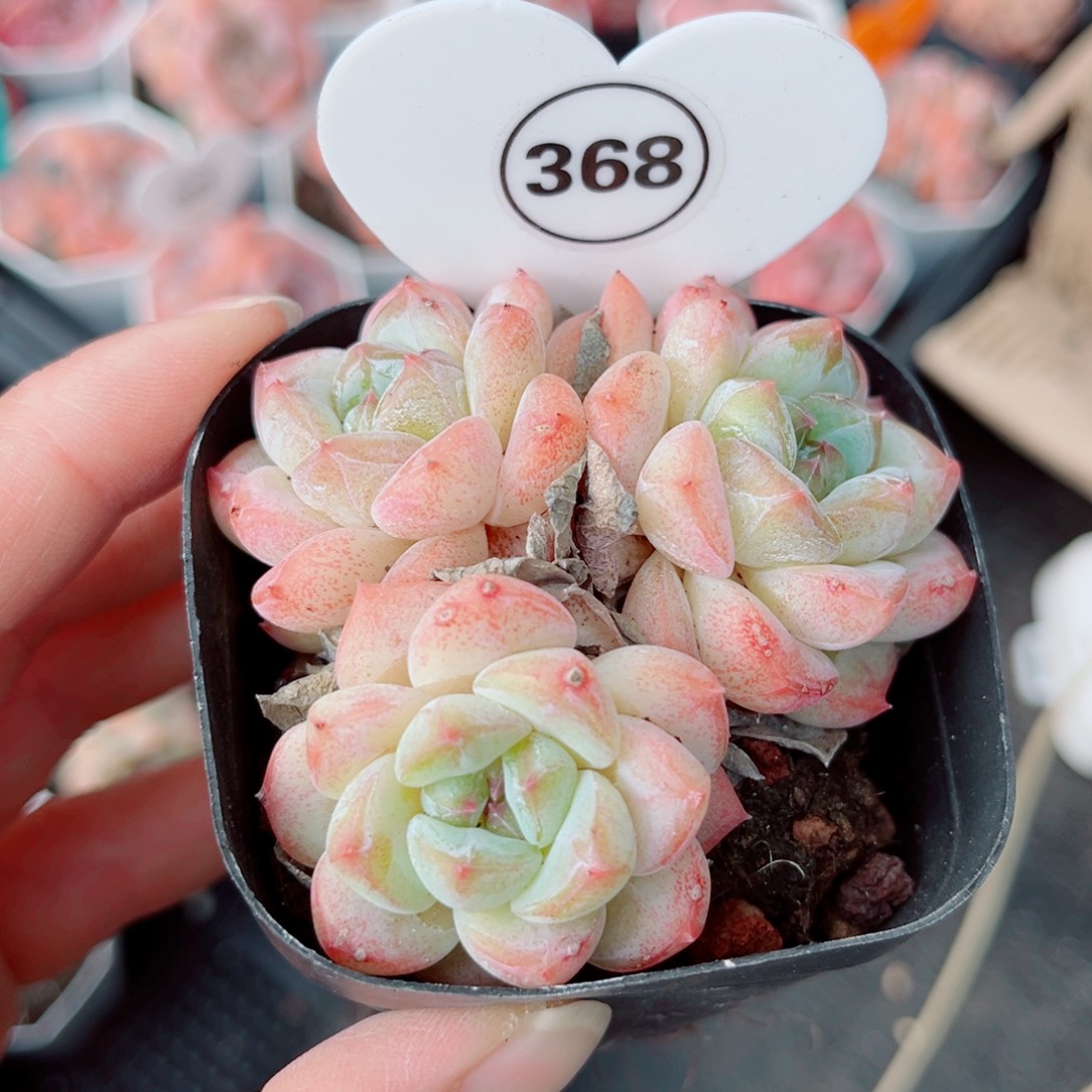 368号小老桩糖心群