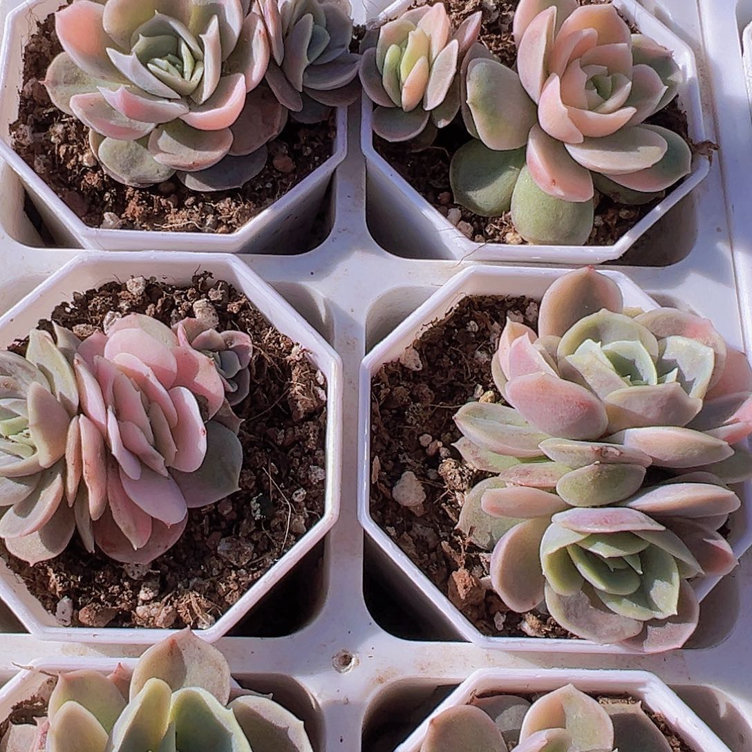 蓝色惊喜锦19包邮样品