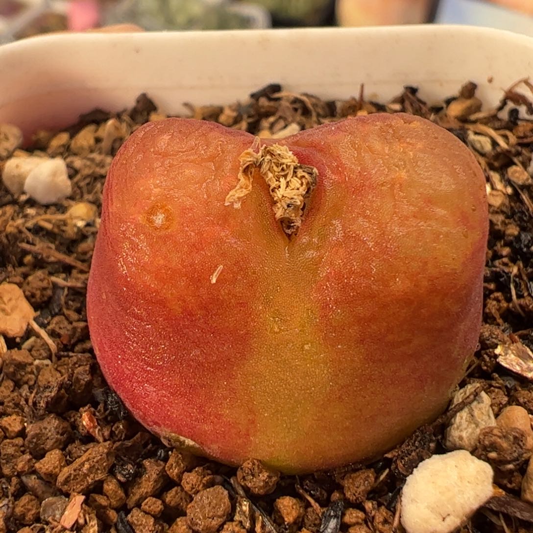 016多肉植物百科