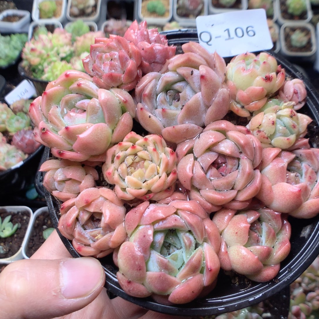 无花朵Q106乌拉拉yyyy