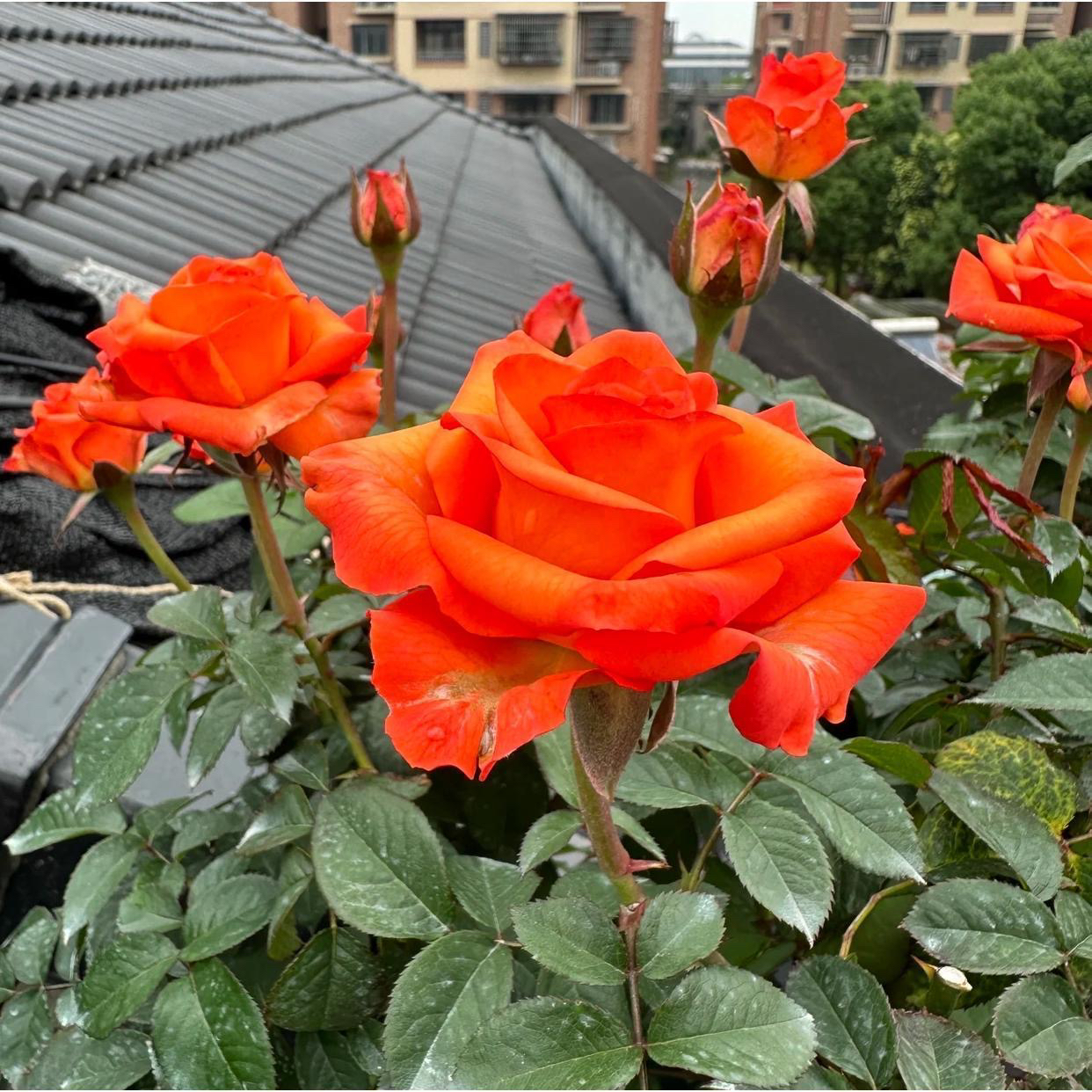 尼克玫瑰花苗月季大花阳台庭院花卉植物