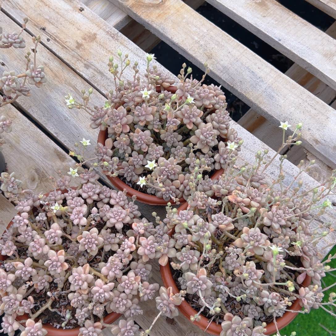 丸叶姬秋丽，满18包邮