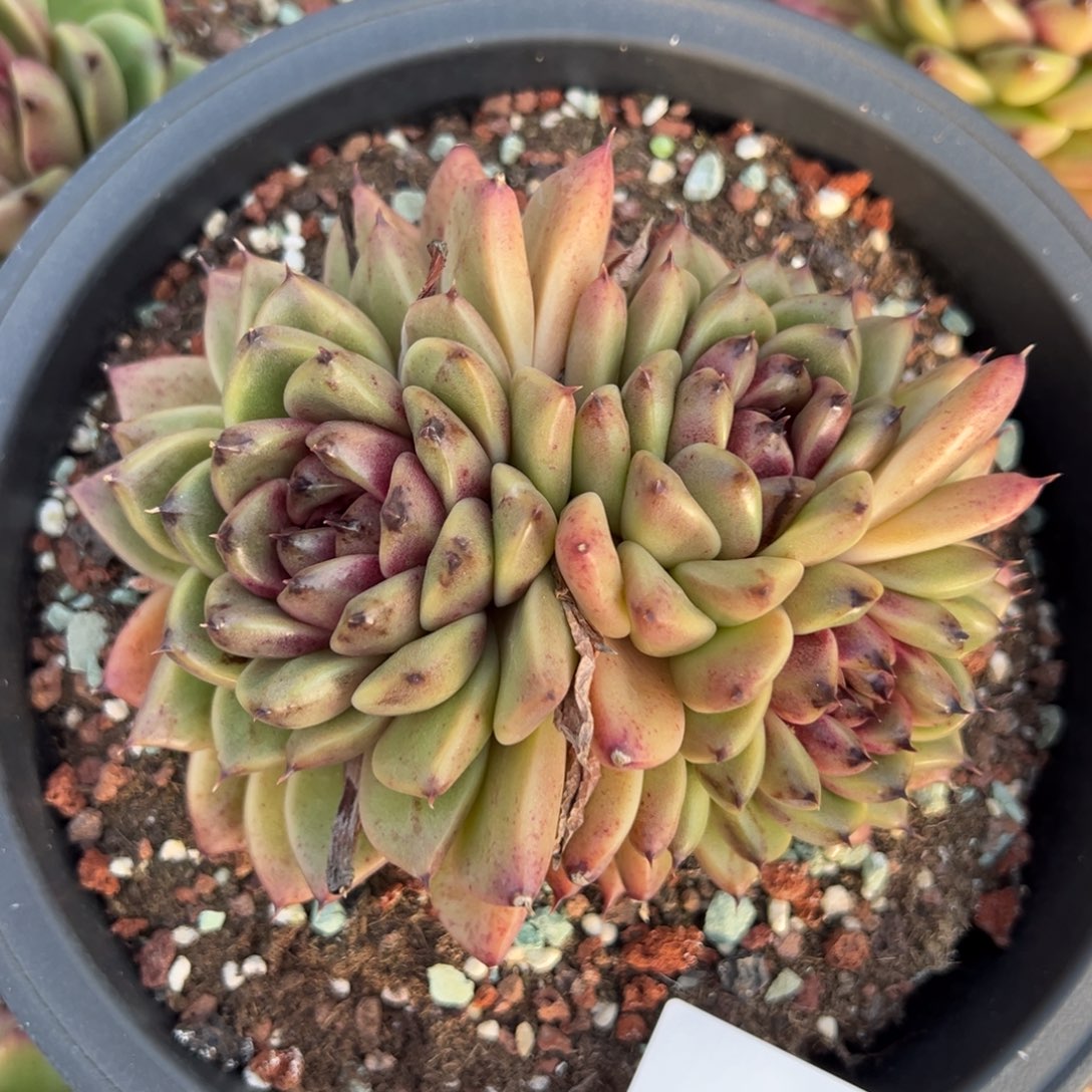 氵****来5350肉肉肉肉肉肉肉肉肉