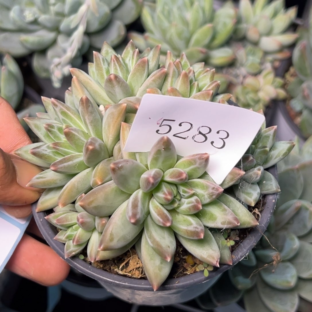 雾*命5283多肉多多多多