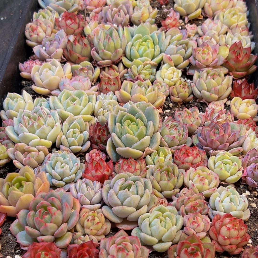 064多肉葡萄的味道是什么味道