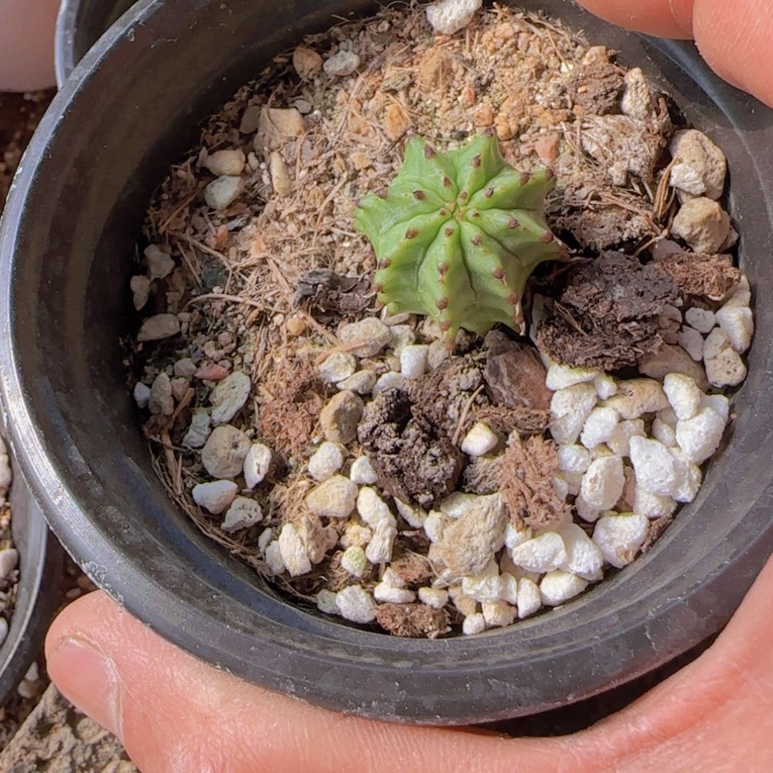 M***n块根植物块根植物