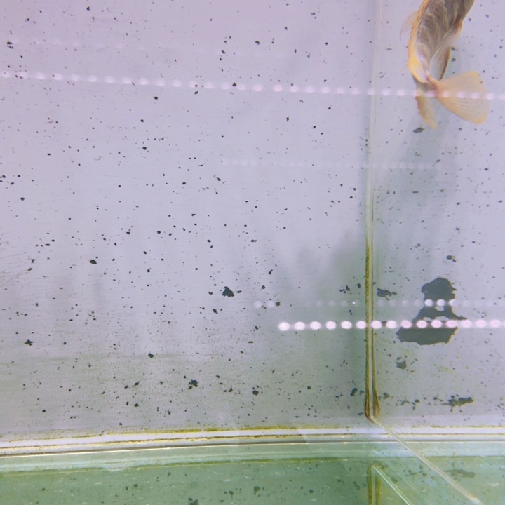 海水野生红眼细纹龙王704。 