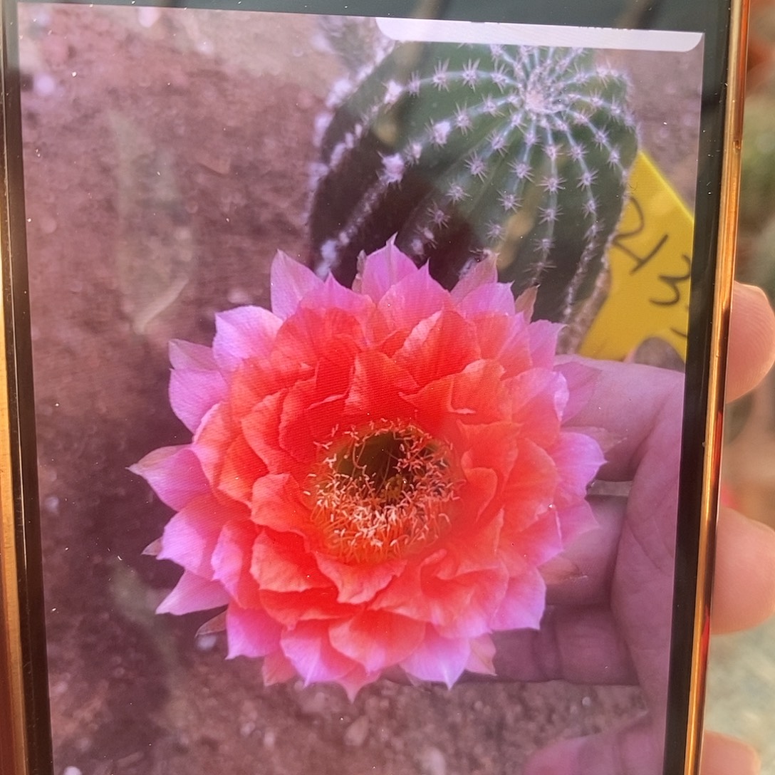 彩草新品2133带根7公分左右