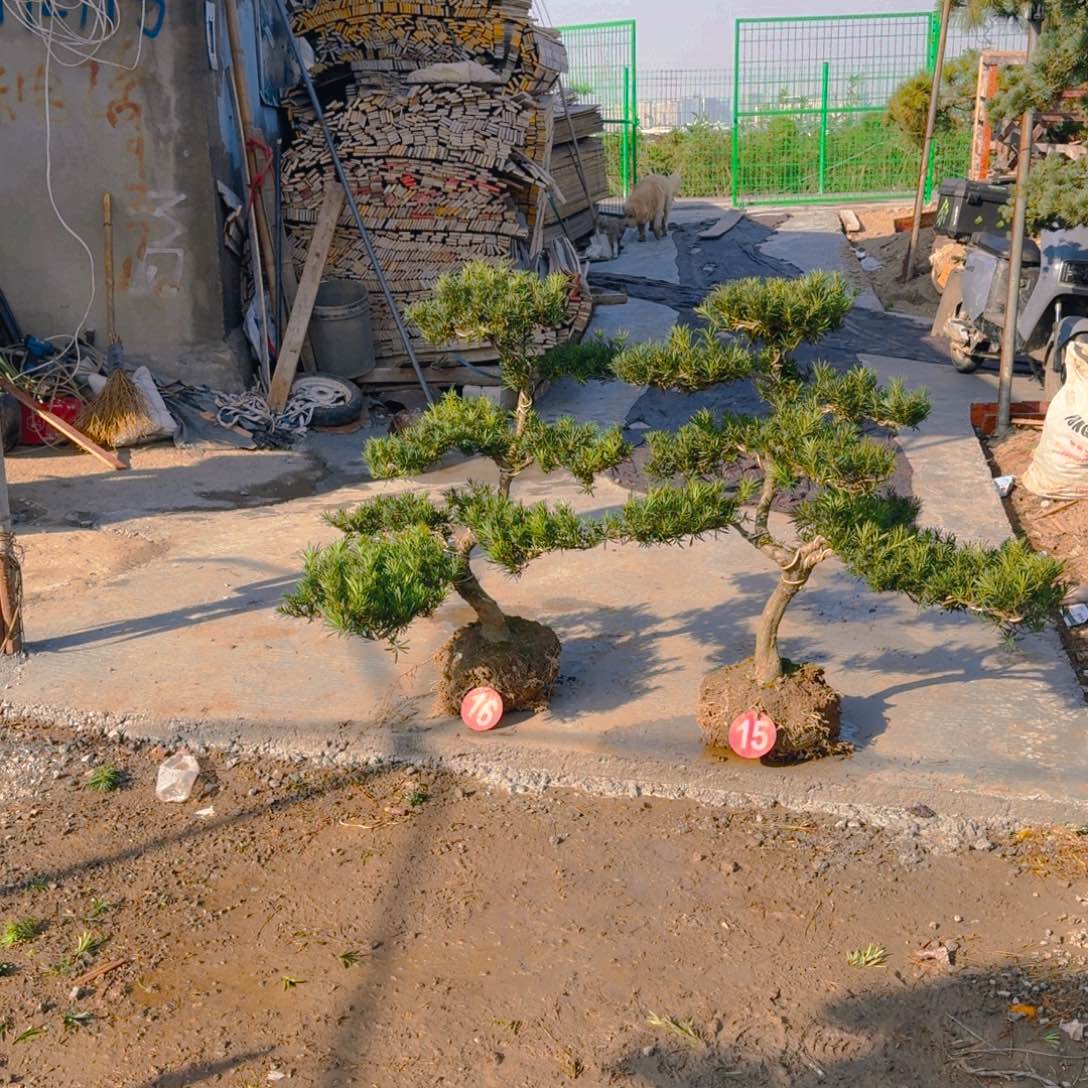 无花朵罗汉松一物一拍