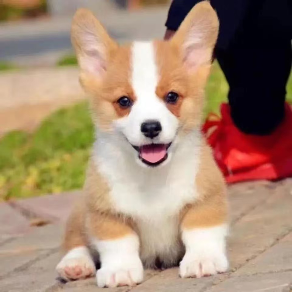 宠物狗狗活体通用链接