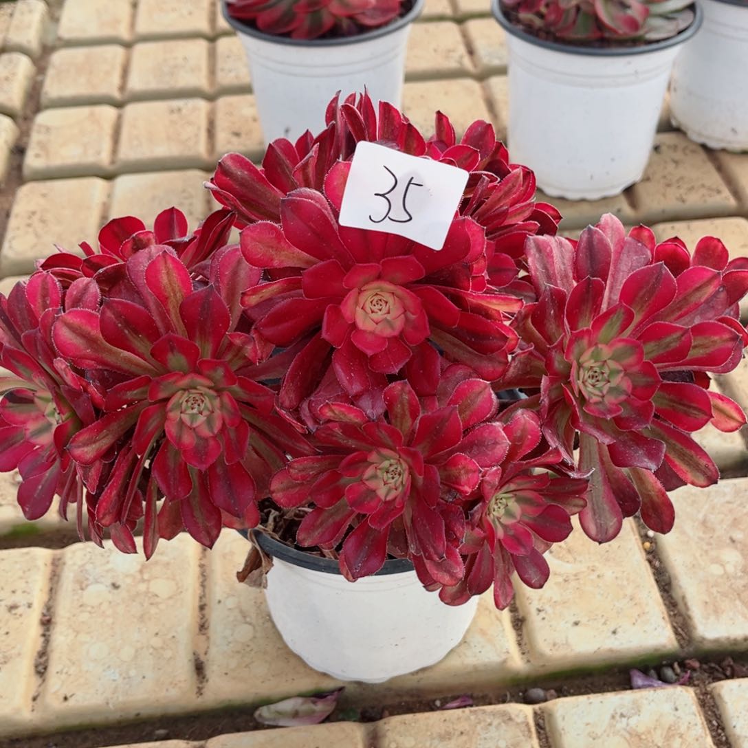 一物一拍多肉法师35